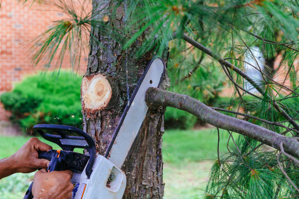 The Steps Involved in Our Tree Care Process in Gila Bend, AZ